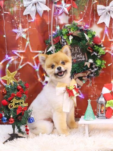 20231209たぬきちくん